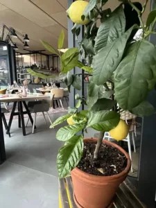 Restaurant Smuk Katlijk 42